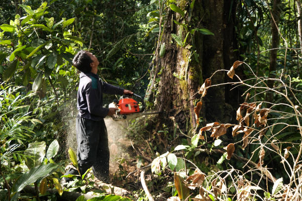 Trusted Oglethorpe, GA Tree Removal Experts